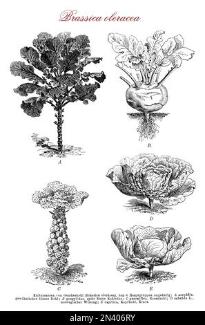 Brassica oleracea ist eine Art von gemeinsamen Lebensmitteln wie Kohl, Brokkoli, Blumenkohl, Grünkohl, Rosenkohl, collard-Grüns, savoy, Kohlrabi und kai-lan reich an Vitamin C. Beschreibungen in deutscher Sprache. Stockfoto