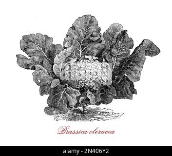 Brassica oleracea ist eine Art von gemeinsamen Lebensmitteln wie Kohl, Brokkoli, Blumenkohl, Grünkohl, Rosenkohl, collard-Grüns, savoy, Kohlrabi und kai-lan reich an Vitamin C Stockfoto