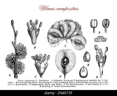 Vintage-Gravur der botanischen Morphologie des Ulmenbaums: Laub blühender Baum mit apetalen Blüten, die vom Wind bestäubt und rund vom Wind verstreut sind, sehr leichte samara-Früchte. Spontanous in Wald und Landschaft, Ulme wird als Zierpflanze in Straßen, Gärten und Parks kultiviert. Stockfoto