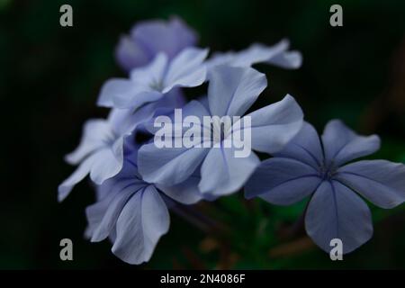 Ein Makro aus Plumbago auriculata mit blauen Blütenköpfen, die vor einem verschwommenen Hintergrund aufgenommen wurden Stockfoto