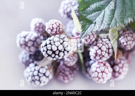 Brombeeren im Schnee. Nahaufnahme eines Bouquet aus köstlichem gefrorenem BlackBerry. Hintergrund von BlackBerry, Nahaufnahme. Stockfoto