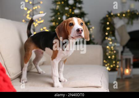 Süßer Beagle-Hund auf dem Sofa zu Hause vor verschwommenen Weihnachtslichtern Stockfoto