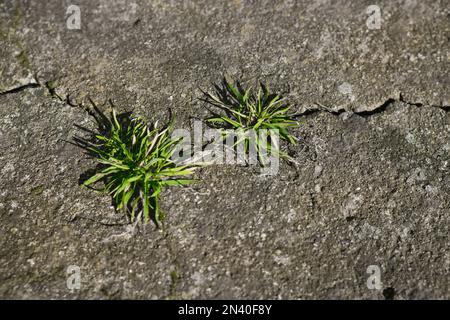 Gras wuchs aus dem gerissenen Beton, der durch das Asphalt-Alive-Konzept wuchs Stockfoto