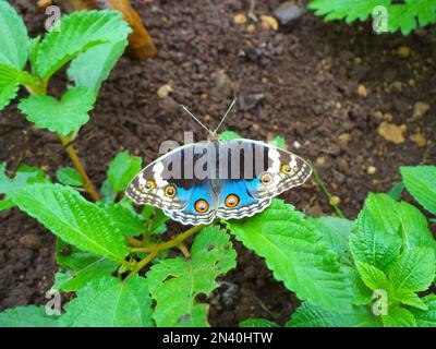 Blauer Schwanzfalter, Junonia Orithya, Satara, Maharashtra, Indien Stockfoto