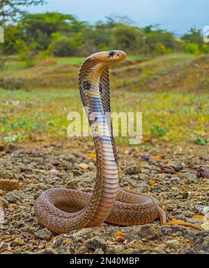 Indische Brillenkobra mit aufrechter Kapuze, Naja naja, Satara, Maharashtra, Indien Stockfoto