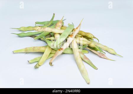 Rajma-Bohnen mit weißem Hintergrund, Satara, Maharashtra, Indien Stockfoto