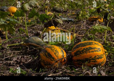 Buttercup-Kürbis - grüner süßer Kürbis im Garten, Bauernhof. Kürbis pflanzt den Garten. Stockfoto