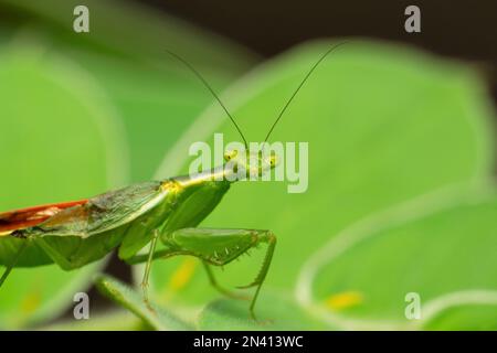 Blumenmantis, Euantissa pulchra, Satara, Maharashtra, Indien Stockfoto
