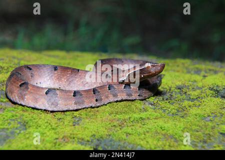 Buckelnasenotter, Hypnale hypnale, endemisch zu westlichen Ghats, Karnataka indien Stockfoto