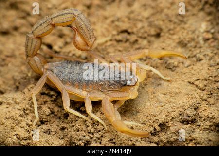 Indischer roter Skorpion, Hottentotta tamulus, Satara, Maharashtra, Indien Stockfoto