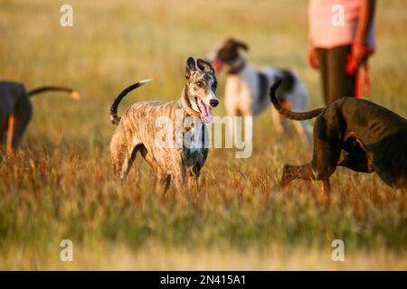 Mudhol-Hundezüchter, Pocher benutzen sie für die Jagd, Satara, Maharashtra, Indien Stockfoto