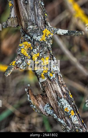 Gelbe und grüne Flechten auf den trockenen Ästen eines Baumes. Abruzzen, Italien, Europa Stockfoto