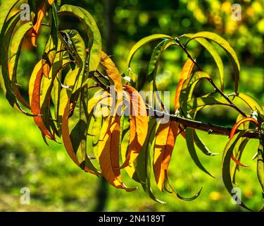 Im Garten fotografierte rote und grüne Blätter eines Pfirsichbaums mit Hintergrundbeleuchtung. Abruzzen, Italien, Europa Stockfoto