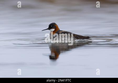 Odinshühnchen, Prachtkleid, Odins-Hühnchen, Phalaropus lobatus, Rothals-Phalarope, nordphalarope, hyperborean-Phalarope, Le Phalarope à bec ét Stockfoto