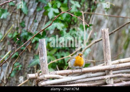 Europäischer Robin, Erithacus rubecula, auch bekannt als Robin Red Red breast, singt auf einer gewobenen Weidenhürde in einer Waldlandschaft mit Efeu. GB Februar Stockfoto