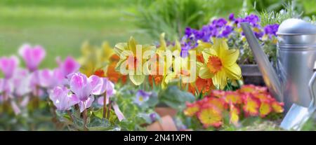 Wunderschöne Frühlingsblumen blühen in einem Garten mit Gartengeräten im Gras Stockfoto