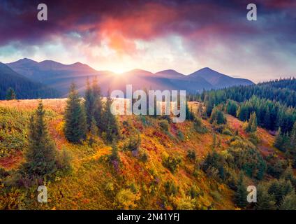 Unglaublicher Herbstblick von der fliegenden Drohne des Marishevska-Gebirgstals mit dem höchsten karpatischen Gipfel - Hoverla. Spektakulärer Sonnenuntergang auf dem Karpaten Stockfoto