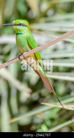 Ein Grünbienenfresser in Assuan, Ägypten. Stockfoto