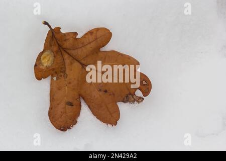 Herbsteichenblätter isoliert auf verschwommenem weißem Schneehintergrund, Orangeneichenblätter auf natürlichem Schneehintergrund, erster Schnee, Eichenblätter isoliert auf Schnee, Meer Stockfoto