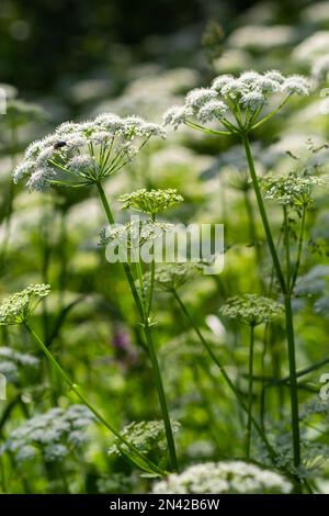 Blick auf eine weißblütige Wiese von Aegopodium podagraria L. aus der Familie der Apiales, gemeinhin als Erdenälteste, Grünland, Bischof, Unkraut bezeichnet, Stockfoto