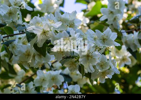 Nahaufnahme von schüsselförmigen weißen Blumen mit markanten gelben Strähnen des süßen orangefarbenen oder englischen Hundeholzes. Philadelphus coronarius in Sunli Stockfoto