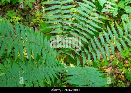 Farn gehört zu einer Gruppe von Gefäßpflanzen, die sich durch Sporen vermehren und weder Samen noch Blumen haben. Heilpflanze. Stockfoto