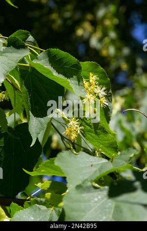 Lindengelbe Blüte des Tilia Cordata-Baumes Kleinblättrige Limette, kleine Blattlindenblüten oder kleinblättrige Lindenblüte, Banner Nahaufnahme. Botanik-Bloomi Stockfoto