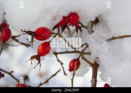 Verschneite rote Früchte von Rosenhüften im Winter unter dem Schnee an einem sonnigen Tag. Stockfoto