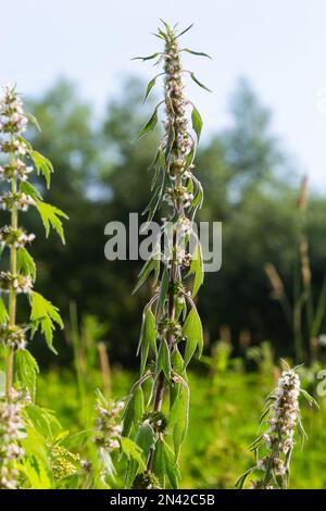 Leonurus cardiaca, auch bekannt als Mutterkraut. Andere gebräuchliche Namen sind Wurfmaische, Löwenohr und Löwenschwanz. Heilpflanze. Wächst in der Natur. Stockfoto