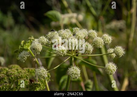 Heracleum Sosnowskyi auf blauem Himmel Hintergrund. Alle Teile von Heracleum Sosnowskyi enthalten das intensive toxische Allergen Furanocoumarin. Stockfoto