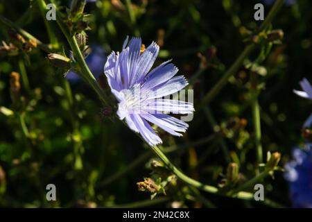 Blaue Chicorée-Blumen, Nahaufnahme. Violet Cichorium intybus Blossoms, genannt Seemann, Zichorie, Kaffeekraut oder Succory, ist etwas holzig, krautig Stockfoto