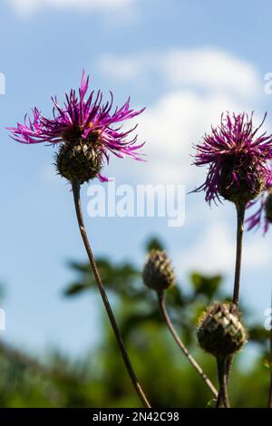 Centaurea scabiosa subsp. Apiculata, Centaurea apiculata, Asteraceae. Wilde Pflanze im Sommer. Stockfoto