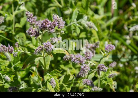 In der Wildnis wächst Minze, langhassige Mentha longifolia. Stockfoto