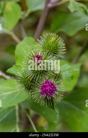 Vernichtung einer angehenden Burdock- oder Arctium-Lappa-Pflanze in ihrem verschwommenen natürlichen Lebensraum. Jetzt ist Sommer. Stockfoto