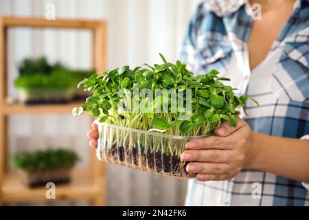 Eine Frau, die frisches Mikrogrün drinnen hält, eine Nahaufnahme der Hände Stockfoto