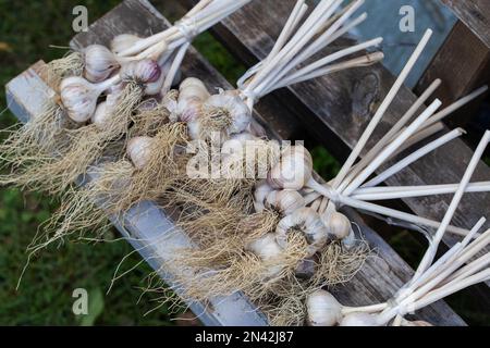 Knoblauchbündel werden auf einer Bank geerntet. Viel Knoblauch. Gute Ernte, Landwirtschaft. Stockfoto