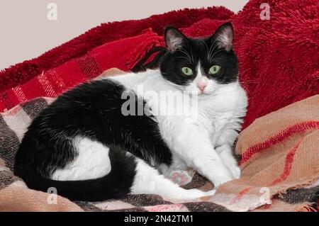 Bild einer schwarz-weißen Katze, die auf einem roten Karo sitzt Stockfoto