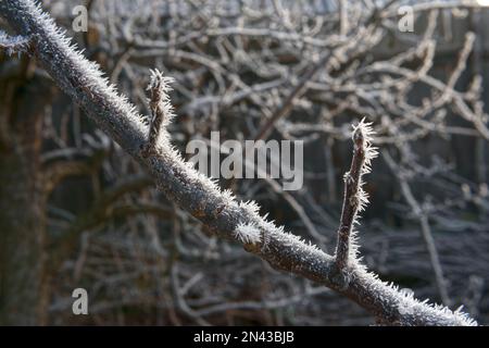 Im Licht des frühen Wintermorgens bilden sich mit starkem Frost bedeckte Zweige aus Federn und Nadeln. Stockfoto