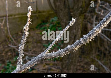 Im Licht des frühen Wintermorgens bilden sich mit starkem Frost bedeckte Zweige aus Federn und Nadeln. Stockfoto