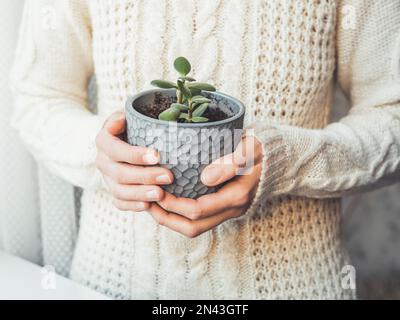 Frau in Zopfmuster-Pullover mit Crassula Sukulent. Pflanzen Sie im Innenbereich in einem grauen Blumentopf. Friedliches botanisches Hobby. Gartenarbeit zu Hause. Stockfoto