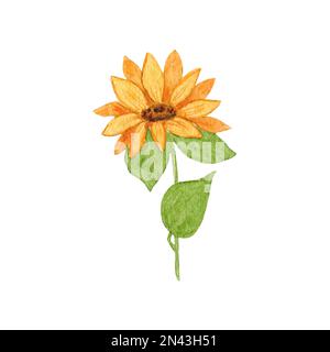 Sonnenblumen. Aquarelle Blumen. Die Sonnenblumenzeichnung wird von Hand gezeichnet. Stockfoto