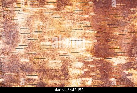 Hintergrund aus Sicht der Birkenrinde von innen. Stockfoto