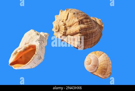 Drei Muscheln isolieren sich auf blauem Hintergrund. Stockfoto