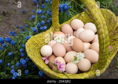 Mehrere Dutzend frisch gepflückte Hühnereier in einem Korb aus Korb stehen auf einem Blumenbeet mit blühenden blauen Frühlingsblumen, Blick von oben. Vorbereitung für Stockfoto