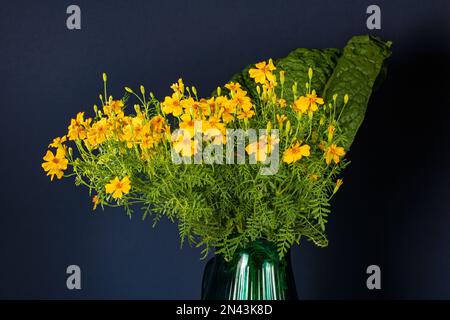 Strauß aus leuchtend orangefarbenem Marigolde in einer Glasvase auf dunklem Hintergrund. Stockfoto