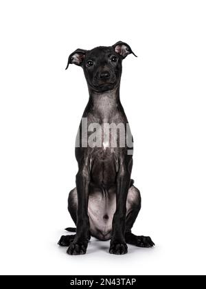 Süßer männlicher italienischer Greyhound, auch bekannt als italienischer Sighthound Welpe, sitzt vorne. Ich schaue direkt in die Kamera. Isoliert auf weißem Hintergrund. Stockfoto