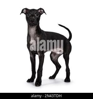 Süßer männlicher italienischer Greyhound alias italienischer Sighthound Welpe, Seitenwege stehen. Ich schaue direkt in die Kamera. Isoliert auf weißem Hintergrund. Stockfoto