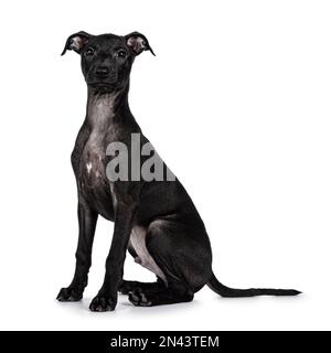 Süßer männlicher italienischer Greyhound, auch bekannt als italienischer Sighthound Welpe, sitzt seitlich. Ich schaue direkt in die Kamera. Isoliert auf weißem Hintergrund. Stockfoto