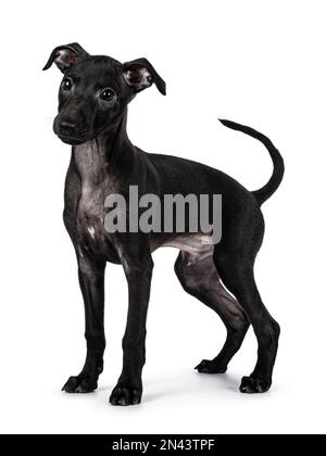 Süßer männlicher italienischer Greyhound alias italienischer Sighthound Welpe, Seitenwege stehen. Kopf von der Kamera weggedreht. Isoliert auf weißem Hintergrund. Stockfoto