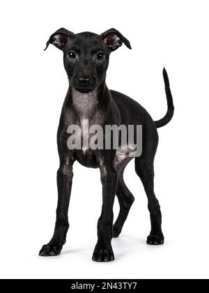 Süßer männlicher italienischer Greyhound, auch bekannt als italienischer Sighthound-Welpe, steht nach vorne. Ich schaue direkt in die Kamera. Isoliert auf weißem Hintergrund. Stockfoto